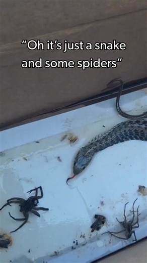 Terminix on Instagram: "not all housemates are welcome… especially the eight-legged ones! 👀🕷️#brownrecluse"