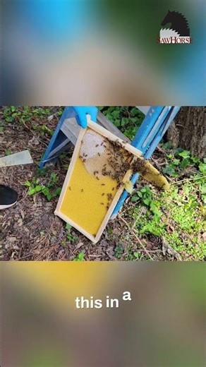 Master Bee Swarm Traps Optimal Placement Strategy