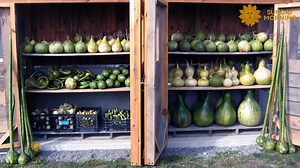 425K views · 6.3K reactions | A former midwife, Ithaca, N.Y. artist Graham Ottoson now births gourd art – sculptures, lamps and other objects produced from gourds. https://bit.ly/3N34hB7 | CBS Sunday Morning | Facebook