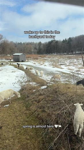 Counted so many sheep they manifested IRL #upstateny #upstatenewyork #sheep #farm #backyard