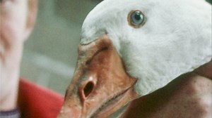 Watch Tavistock Goose Fair - BFI Player