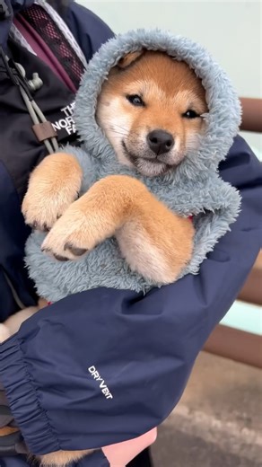 Kantaro San on Instagram: "50 Days with San🐾 The past 50 days have been some of the most memorable of my life. San joined me on this journey as a newborn puppy. She spent most of her time sleeping inside my jacket at first, but day by day, she grew stronger. Watching her explore the world with endless curiosity—sniffing around, jumping into the grass—felt like a perfect reflection of this journey itself🌏 One of the best things about traveling with San is how she naturally connects with both na