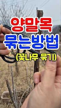 How to Tie Sock Loops Around Trees and Saplings