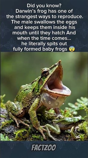 This Frog Gives Birth Through Its Mouth… And It’s Real 😳