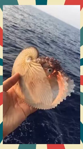 426K views · 4K reactions | Paper nautilus via @tariqjamil3238 | T.T.P-Animals | Facebook