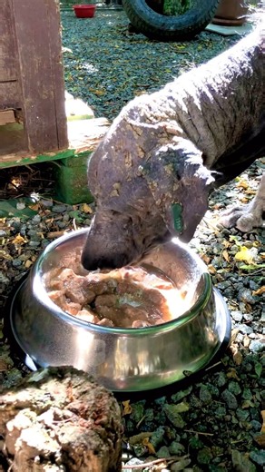 3.4K views · 78 reactions | Our new rescue dog is still fighting for his health after being found in a garbage dump with several diseases. We need your help to keep providing special wet food for him. Wet dog food mixes well with his medications and vitamins. If anyone is visiting in the coming days and would like to bring some cans please feel free to do so ♥️ | Prishtina Dog Shelter | Facebook