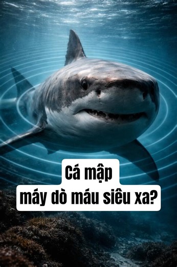 Cá mập có thể ngửi thấy máu từ rất xa?