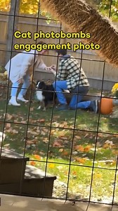 A hilarious moment was captured when a cat photobombed this marriage proposal 😻😹 I mean... you let the dogs join in 😅 #reels #cats #catoftheday #proposal #engagement #engaged #cat #photobomb | In The Know Now