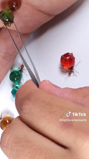 Cherry Head Honeypot Ants #ants #honeypot #honeypotants #myrmecocystus #myrmecocystusplacodops #fyp