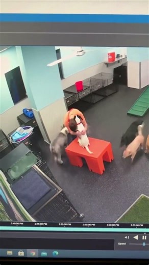 Sometimes a hug from a dog is all the therapy you need. 💝 #DogHugs #DogLove #DogDaycare