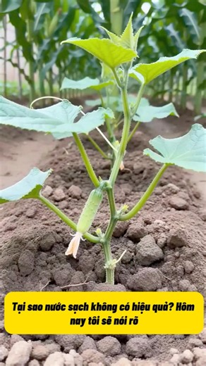 Remember These Nutrient-Rich Watering Tips for Plant Care | Healthy, Fast-Growing, Pest-Resistant...