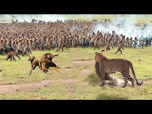 Angry Baboon Attacks Leopard To Rescue Leader. Let's See How They Do？