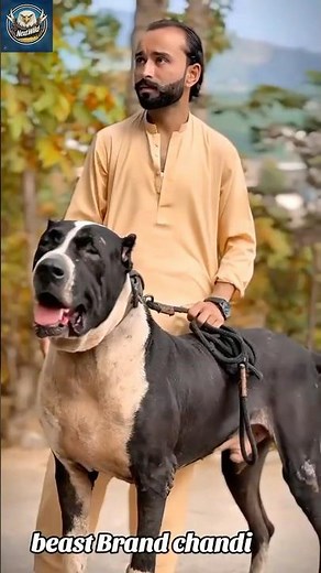 Pakistani Bully Dog: The Untold Power & Loyalty of This Rare Breed