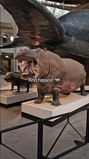 Fall in love with our Mammals gallery #NHM #Dayout #Animals