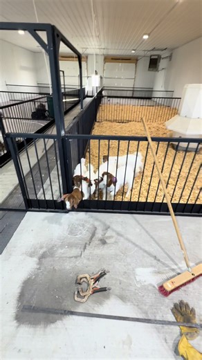 Young Goats in the Weaning Barn: A Heartwarming Journey