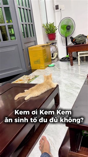 Kem #kitten #cutecat