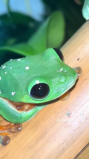 Hello Darkness My Old Frog: A Journey with Tree Frogs