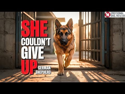 The German Shepherd Limped Toward the Gate… hoping it would open