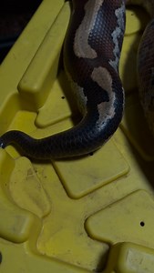 610 reactions · 17 shares | Blood Pythons have a horrible outdated reputation. This is arguably the snake I get asked about the most, and I can assure you Kato is the most chill, laid back snake in my collection. | Dre Williams | Facebook