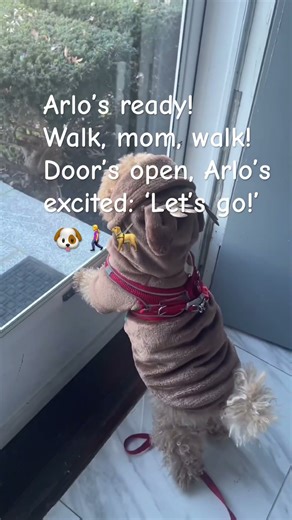 Walk time! Arlo’s waiting by the door 🐾#cute #walking #pets