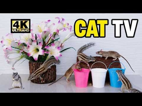 🐿️ Cat TV 4K Ultra HD | Cute Chipmunks & Rats with Nature Sounds for Cats to Watch