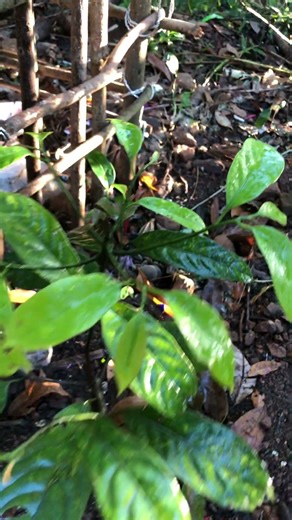 Have You Seen a Nutmeg Plant This Young? 🌱😲 #garden #nutmeg