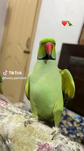 Talking Parrot Mimics Human Speech Delightfully