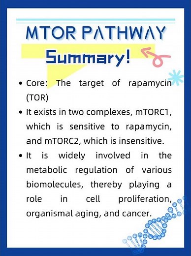 20s-Shot of mTOR Signalling Pathway: Summary #biology #cellsignaling