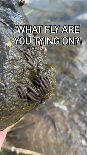 279K views · 1.1K reactions | You pick a rock up from the stream and see this… what fly are you tying on?! #mossycreekflyfishing #flyfishing #flies #caddis #virginiafishing #troutfishing | Mossy Creek Fly Fishing | Facebook