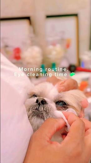 Kirky Morning Spa Routine: Eye edition🐕 #petshub #dog #shihtzu #pets #dogcare #pets #doglife