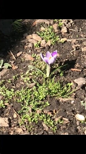 Spring! ‪@duolingo‬ ‪@Reddit-b5u‬ #spring #flowers #duolingo #bloom #shorts #nature #beach #spiritual