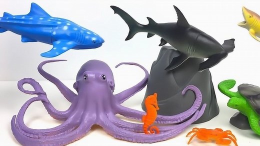 海底世界大科普认识各种鱼类