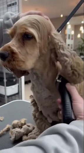 Matted Cocker Spaniel Rejected by 834 Adopters Finally Gets Life-Changing Grooming