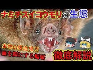 【ゆっくり解説】「ナミチスイコウモリ」を徹底解説/吸血鬼のモデルとなったコウモリ！？血液を餌とする吸血蝙蝠とは？