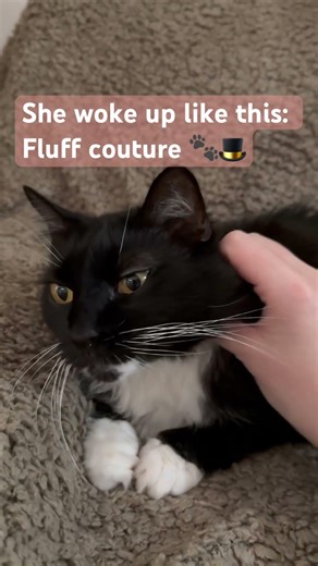 Chief Editor in action: Fluff couture #cat #writer