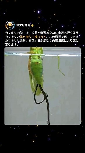 カマキリが自ら水に飛び込む背筋が凍る理由