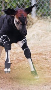 25K views · 891 reactions | We can't get enough of this baby!  Your...