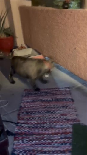 He’s cuckoo 😜🤪 | JoJo Contursi