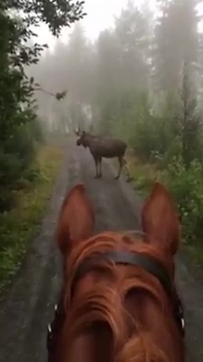 Moose vs Horse: A Surprising Encounter