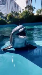 Dolphin lover on Reels