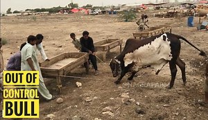 Khatarnak Bull Out of Control | Nagra Farm subscribe : www.youtube.com/nagrafarm1 | Nagra Farm