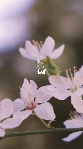 Soberano - New Wine Worship Song | Alabanza con la Palabra