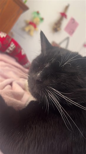 Meow meow meow meow he’s a creep he’s a weirdo | cat meowing