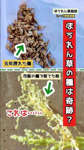 あなたは予想できる？去年摂れたほうれん草の種を育ててみた！《しーの家庭菜園∗ほうれん草栽培》