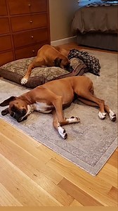 Boxer_sounds🤣👀💖 #boxer #dog #viralsreel #fbreels #foryou | Boxer Fan's