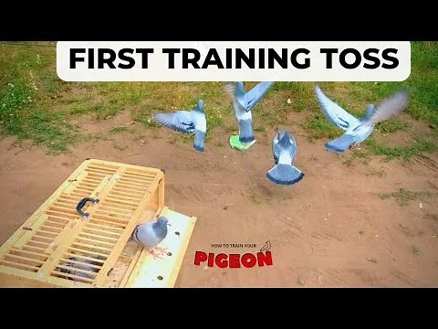 First Ever 3 Mile Training Toss for Young Racing Pigeons | Oops!