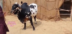 3.1K views · 313 reactions | MASHALLAH BACHRA FOR SALE SERIOUS BUYER IS NUMBER PY CONTACT KAR SAKTE HAI 03457788266 | Karachi cow mandi Kcm | Facebook