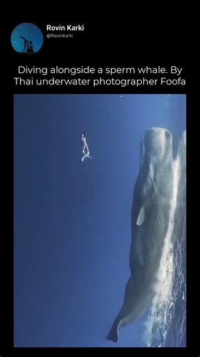 Diving alongside a sperm whale