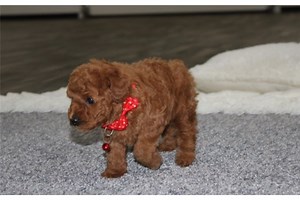 Hitch - Bich-Poo Puppy E68447