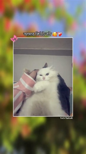 cute bow 🥰👀 #funnycat #cutecat #cat